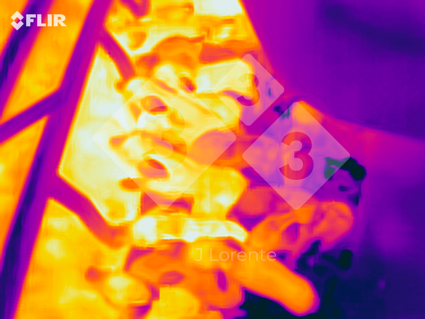 Thermal differences in neonatal piglets